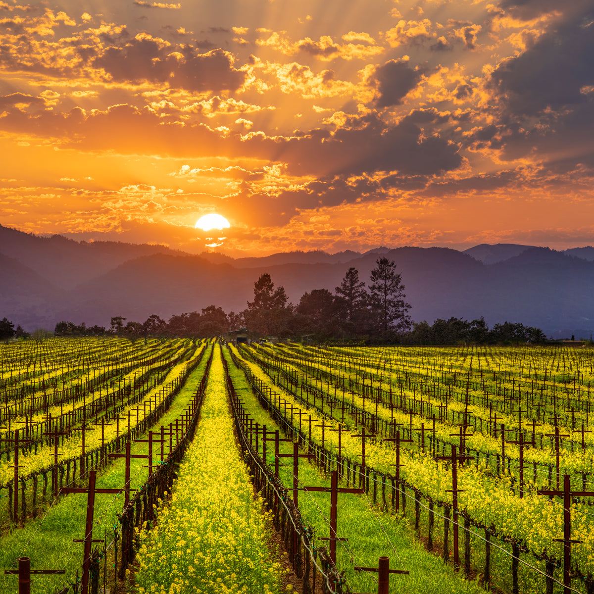 BestSelling Art Prints Mars Lasar Fine Art Prints