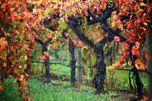 Autumn Promise