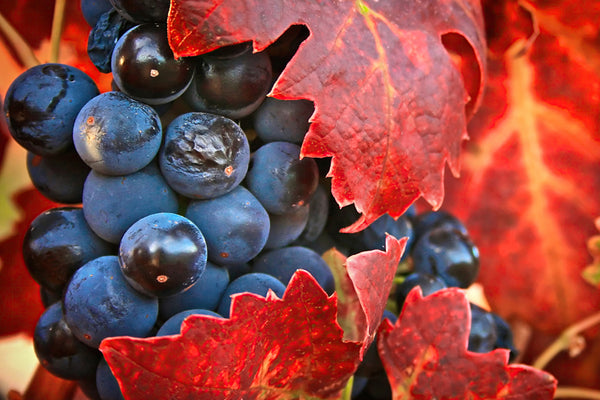 Heart of Napa