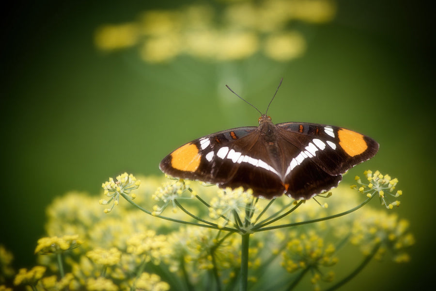 Fennel Flower Flight — butterfly resting on yellow fennel flowers, photographed by Mars Lasar