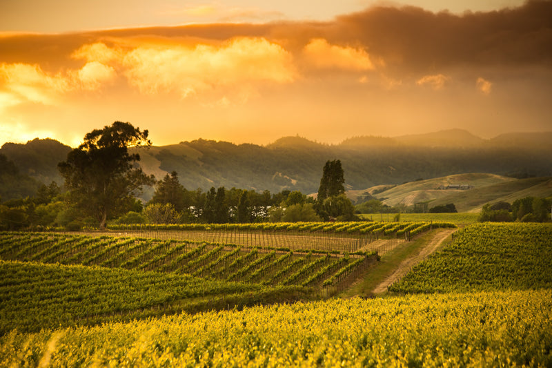 Vineyards