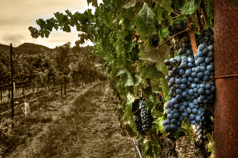 Wine Country