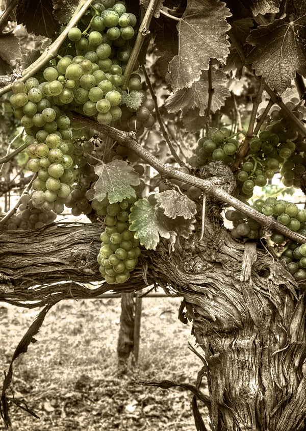 Sauvignon Blanc Glory vertical