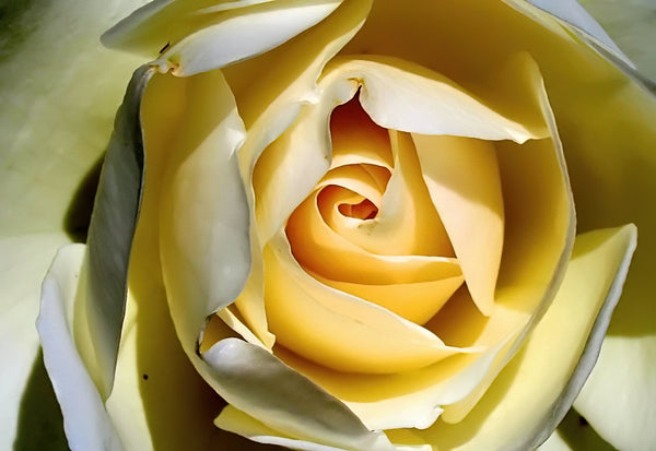 Classic Yellow Rose