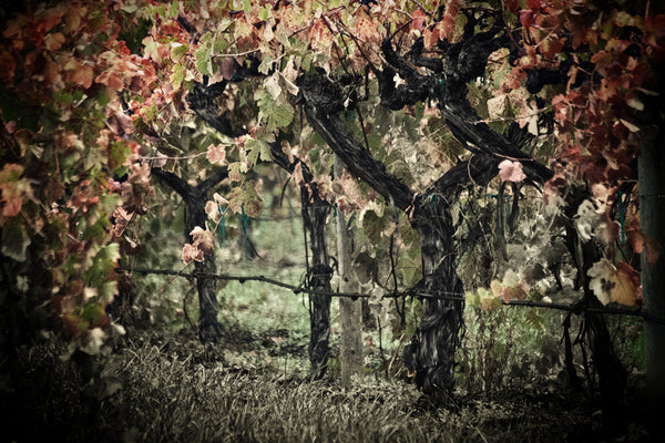 Autumn Promise sepia