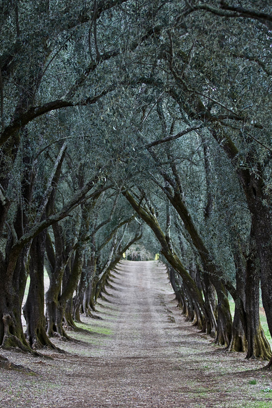 Olive Tree Tunnel Lane
