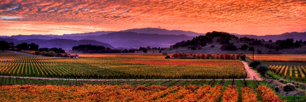 Napa Valley Sunset Panorama
