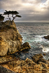 Lone Cypress Installation