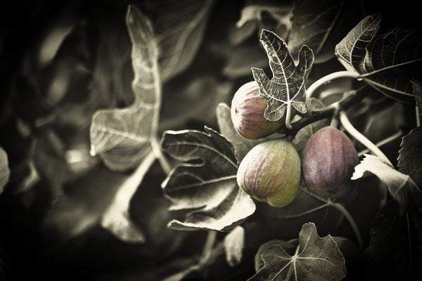 Garden- Figs