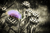 Artichoke Purple Rain Sepia Installation