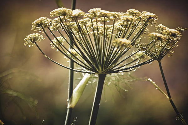 Fennel Flower Sepia