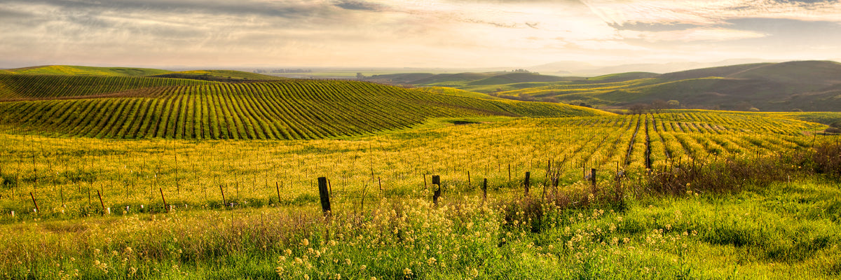 Magic Valley Mustards Panorama