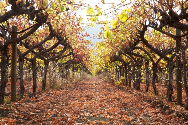 Sunny Fall in the Vineyards