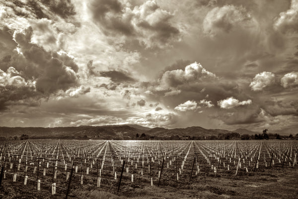 Dramatic Spring sepia