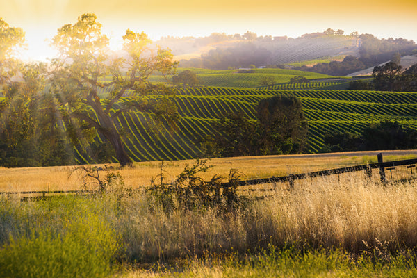 Wine Country Glory Installation