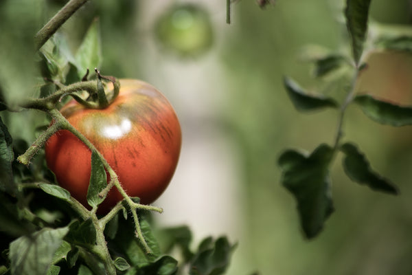 Garden- Tomato