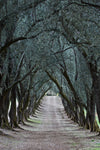 Olive Tree Tunnel Lane Installation