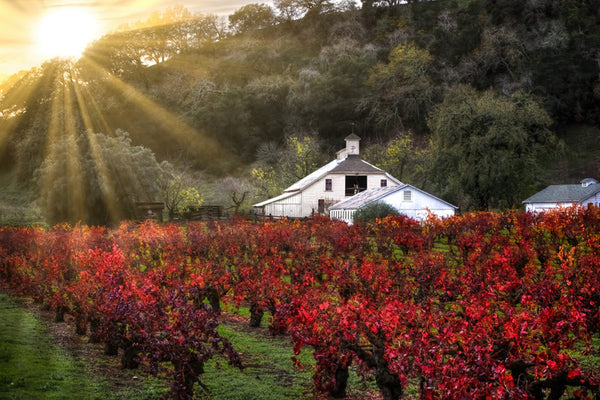 Sonoma Afternoon