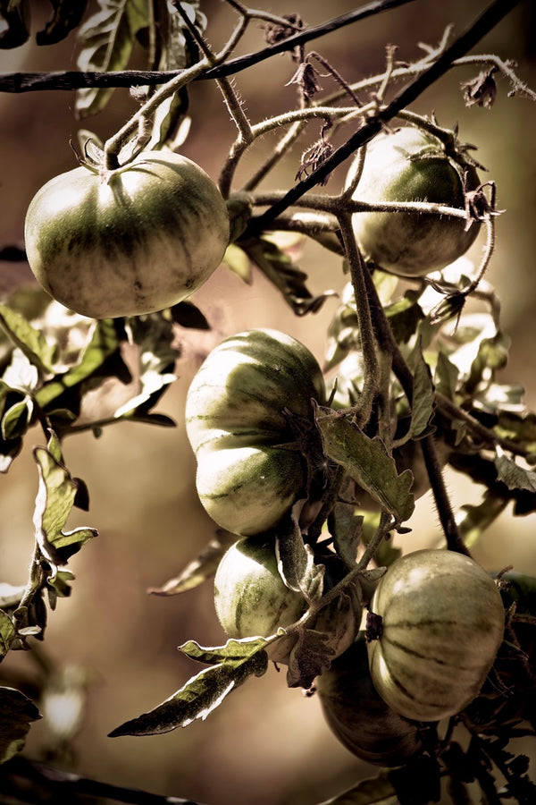 Garden- Heirloom Cherry Tomato