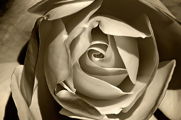 Classic Rose sepia