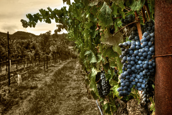 Cabernet Perspective sepia