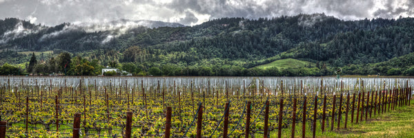 Spring Vineyard Vista Panorama
