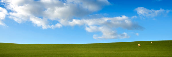Just Two Sheep Panorama