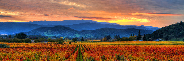 Classic Napa Valley Panorama