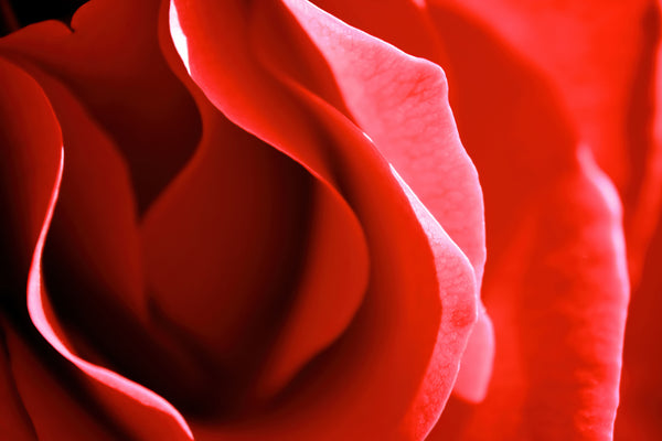 Seductive Red Rose
