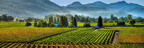 Fields of Fortune Panorama