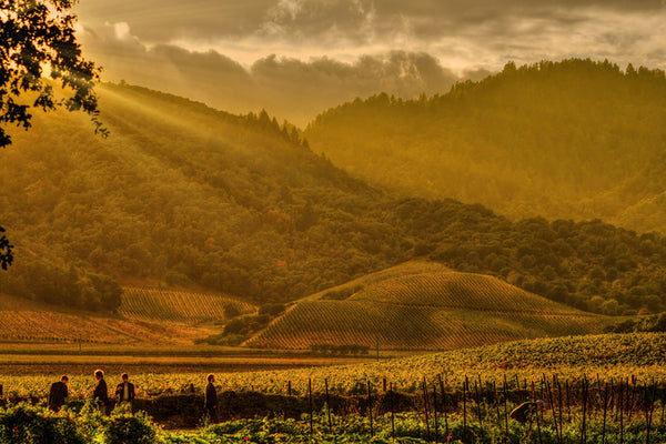 French Laundry Vista