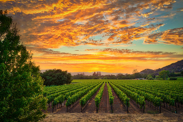 Wine Country Summer Sunset
