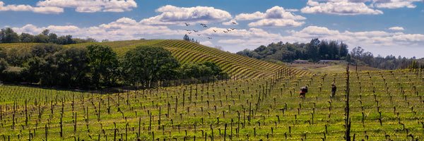 Wine Country Bud Break Panorama