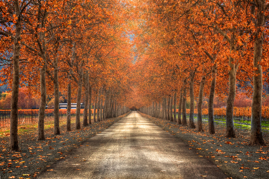 Autumn Skies