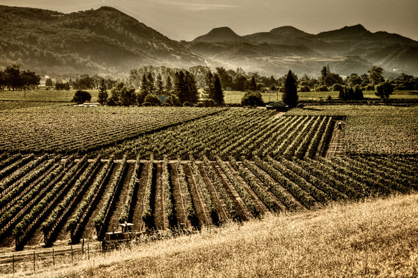 Fields of Fortune sepia